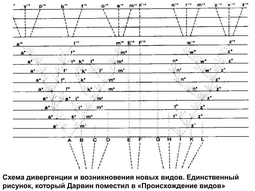 Движущая сила дивергенции. Схема дивергенции форм рисунок ч.Дарвина. Схема дивергенции по Дарвину. Дарвиновская схема дивергенции. Дивергенция схема эволюции.