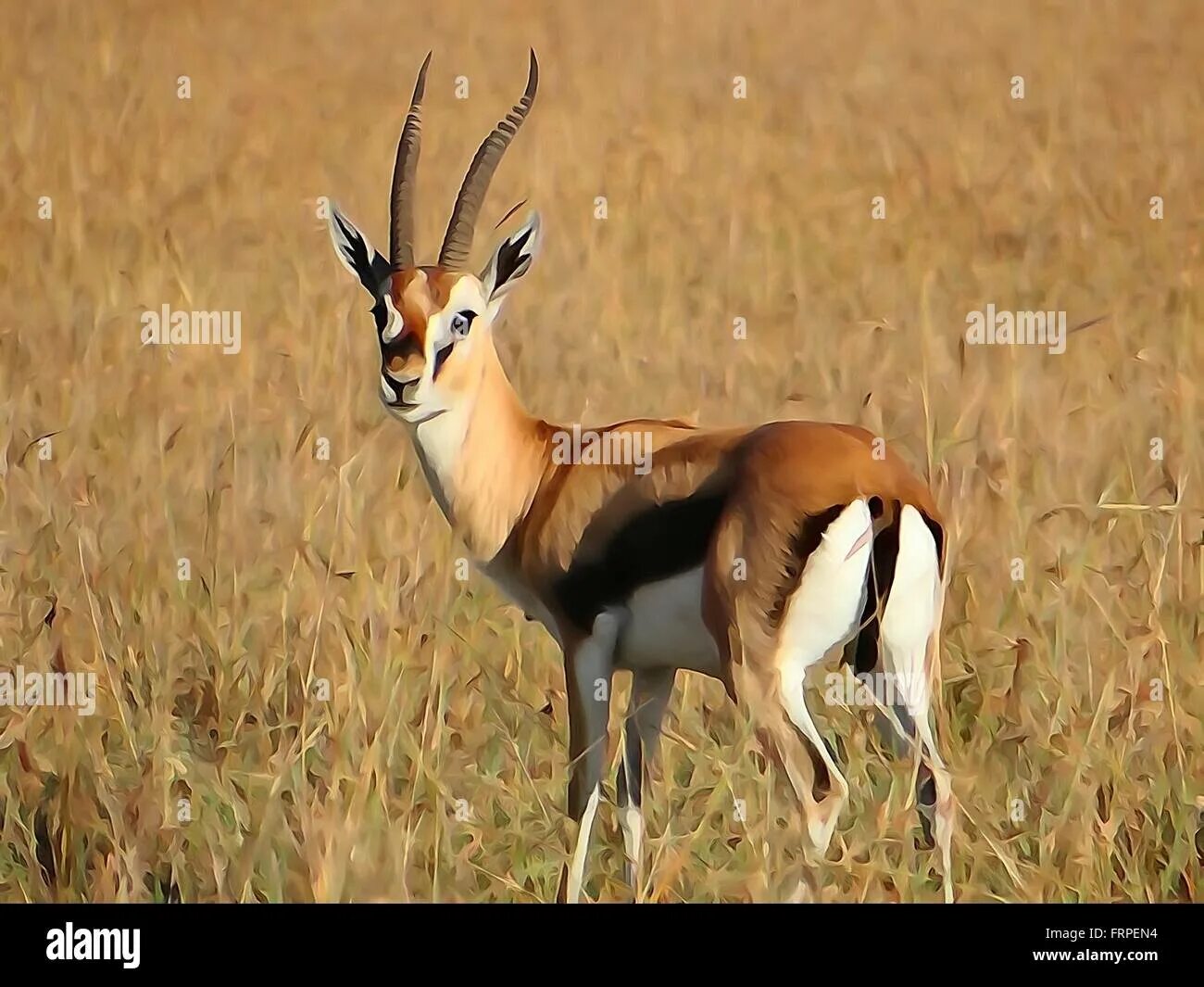 Animals Beautiful Wild Gazelle Picture Free high quality background Animals beau