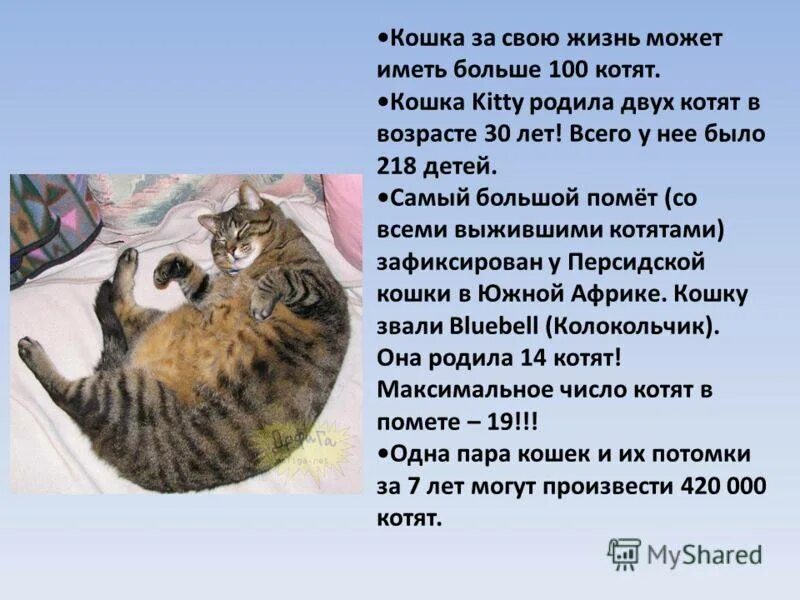 Текст описание про кошку 2 класс. Рассказ о котах. Рассказ про кота. Рассказ о домашних кошках. Описание моего кота.