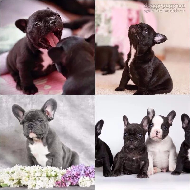 Стандарт породы французский бульдог вес. Французский бульдог взрослый. Сколько весят французские бульдоги девочки. Французский бульдог 20 кг. Французский бульдог рост.
