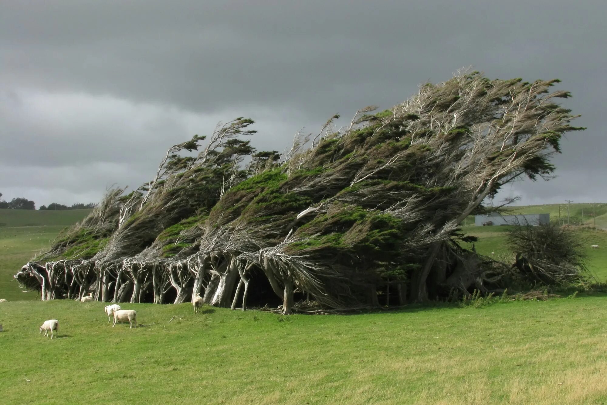 Tree sheep