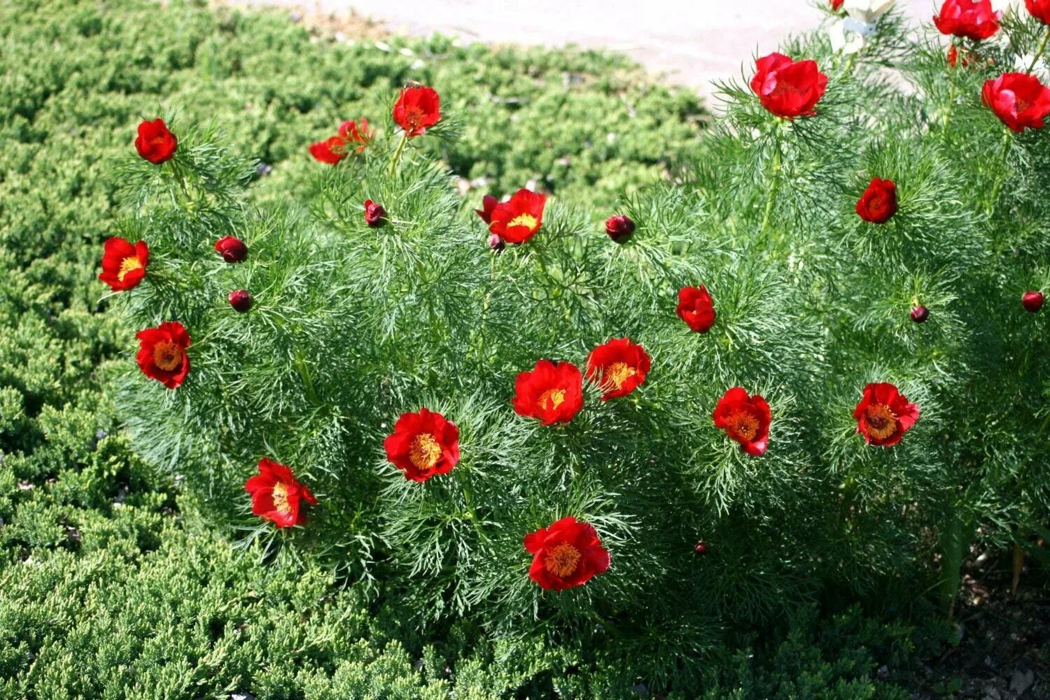 Лазорики цветы фото. Пион тонколистный. Пион тонколистный Paeonia tenuifolia. Пион тонколистный Лазорики. Пион тонколистный rubra Plena.