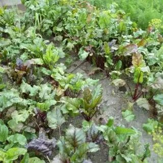 Какую свеклу посадить под зиму