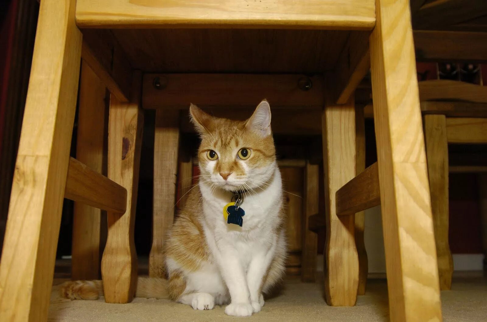 Cat under the Table. Cat under the Box. Cat is under. Under. The cat is the chair
