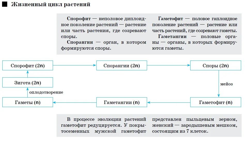 Жизненные циклы растений гаметофит и спорофит. Цикл развития высших растений схема. Цикл развития споровых растений таблица. Жизненный цикл покрытосеменных схема.