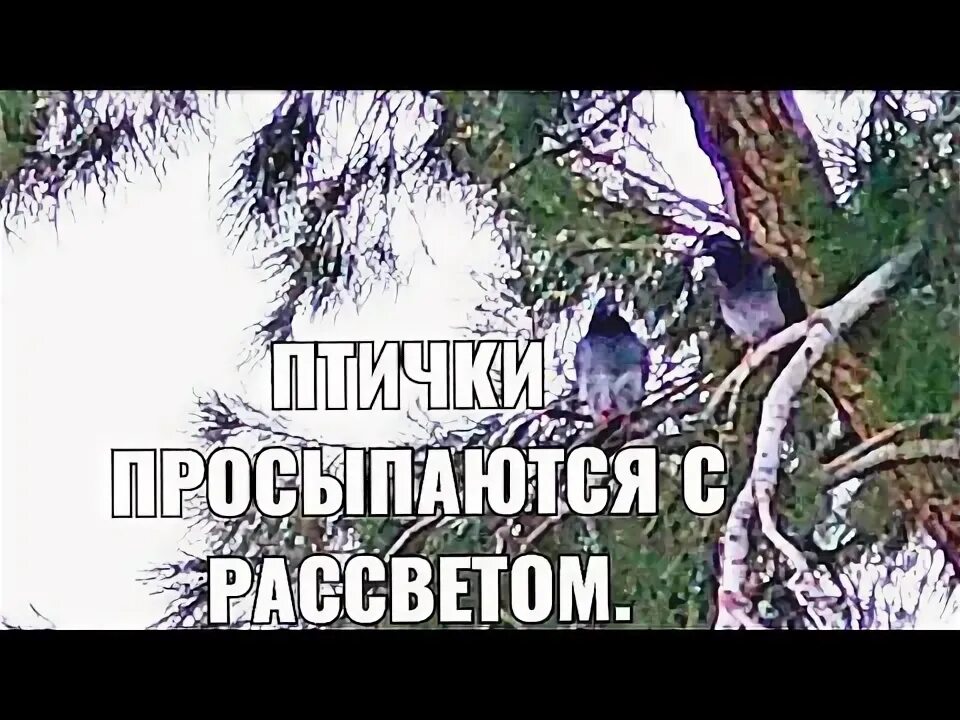 83 уровень птичка проспала попробуй. Помоги Птичке проснуться. Птичка проспала попробуй встряхнуть дерево уровень.