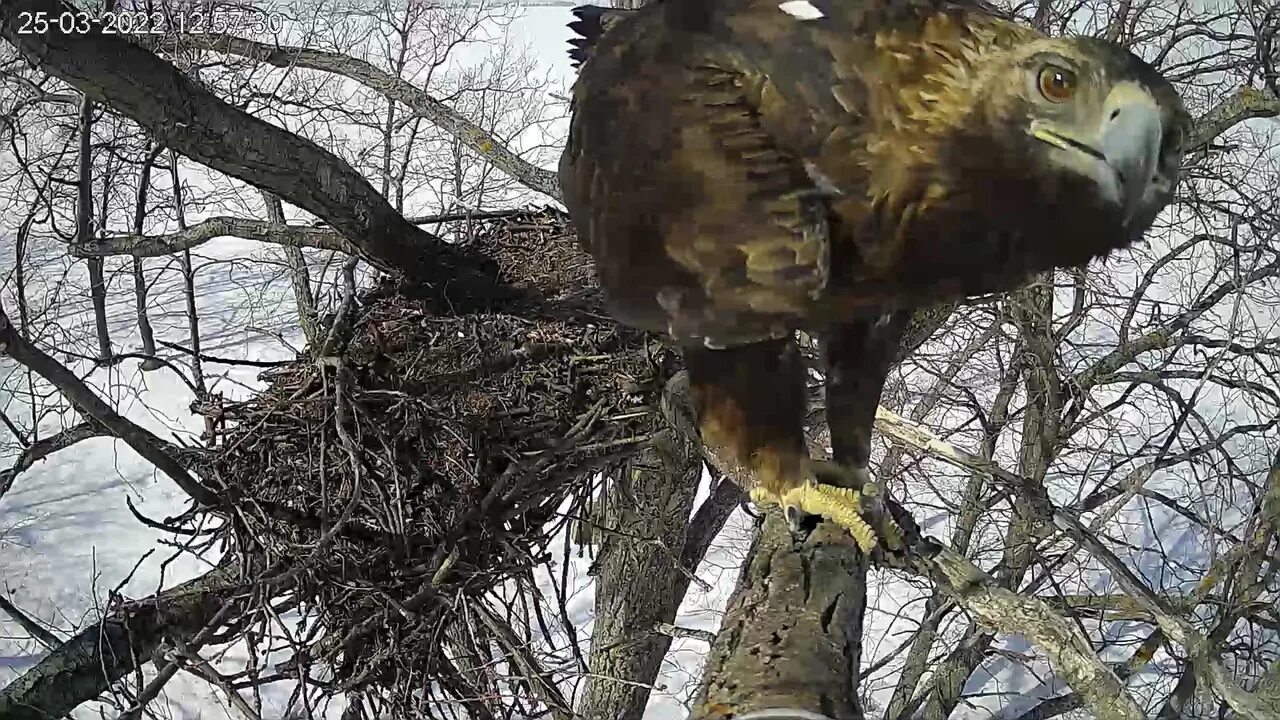 Птенец орла могильника. Орлы прилетели. Солнечный орел ульяновская область. Солнечный орел ульяновск. Орлы в ульяновске.