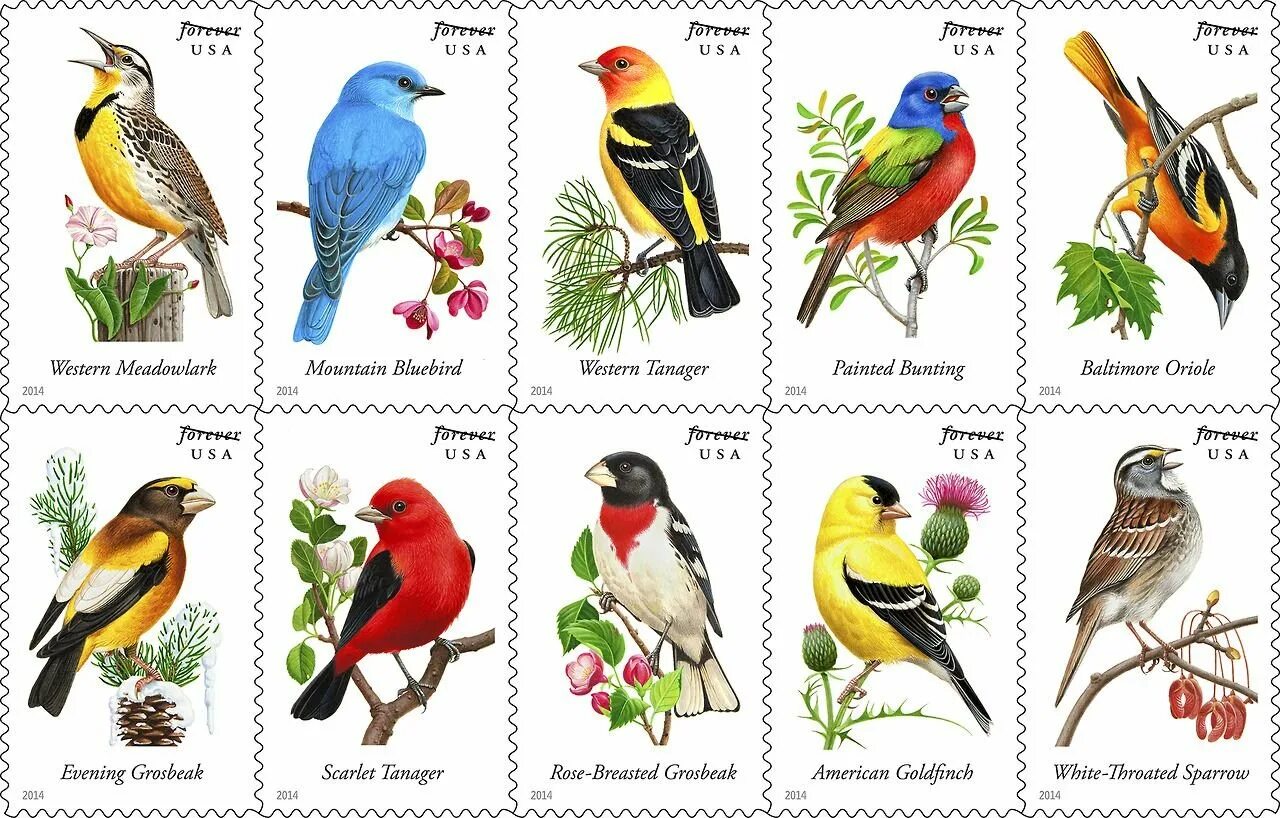 Птицы на букву а. Картинки птиц с названиями. Рисунки птиц с названиями. Название птиц на букву с.