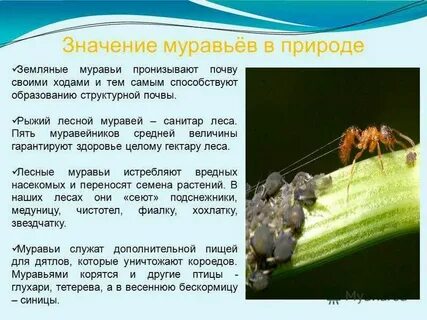 Лесные муравьи польза