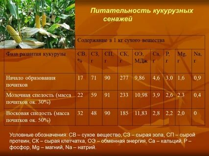 Содержание кукурузы