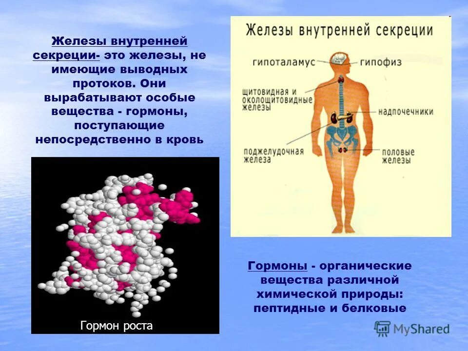 Активные вещества вырабатываемые железами