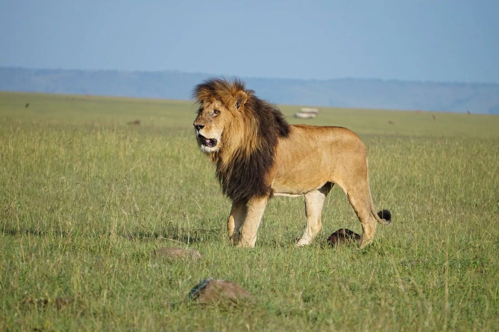 Легендарный лев. Средний вес Льва самца. Брутальные львы самцы. Masai Lions.