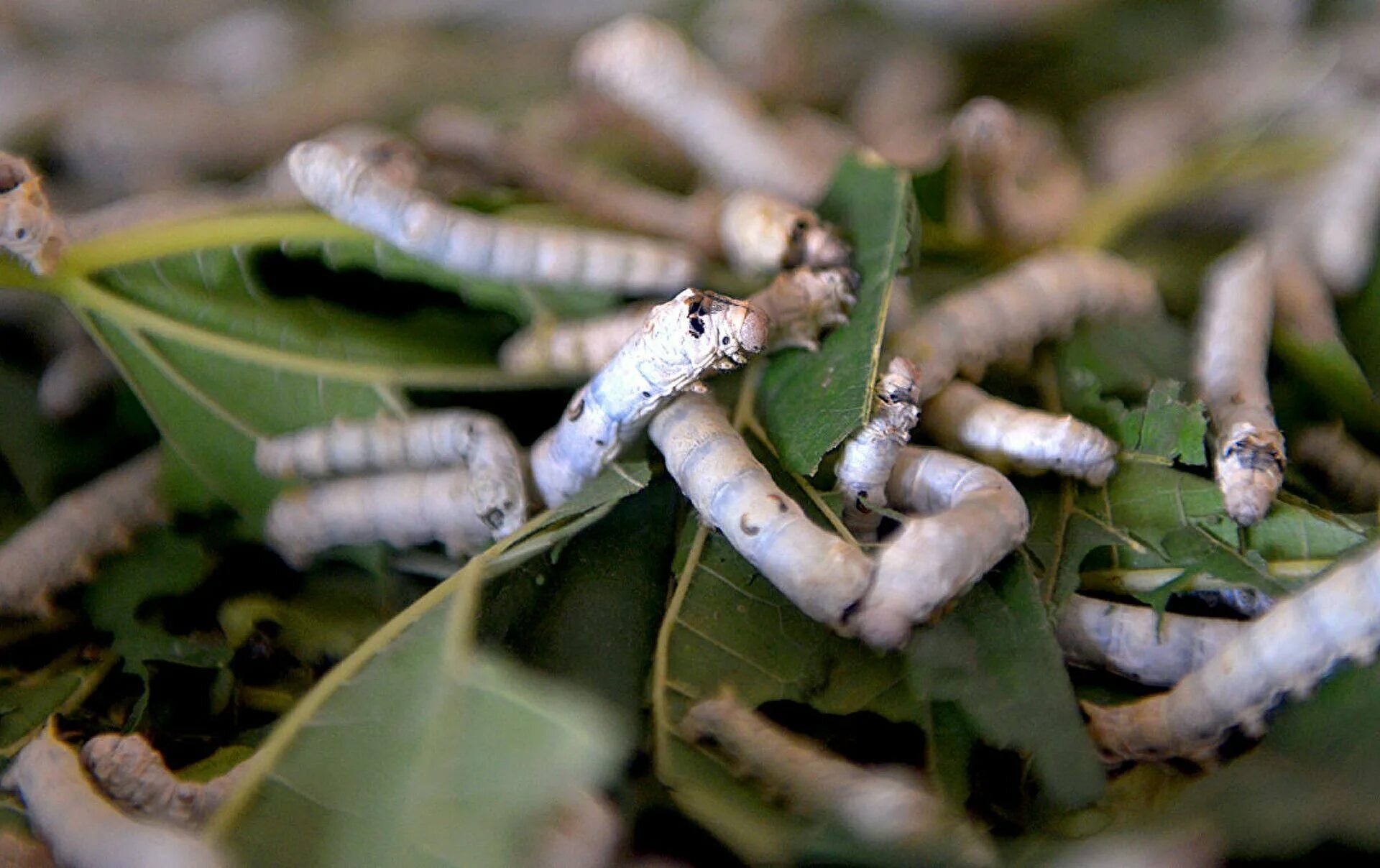 Тутовый шелкопряд гусеница и бабочка. Шелковица и тутовый шелкопряд. Тутовый шелкопряд бабочка. Тутовый шелкопряд бабочка. Тутовый шелкопряд гусеница шелк.