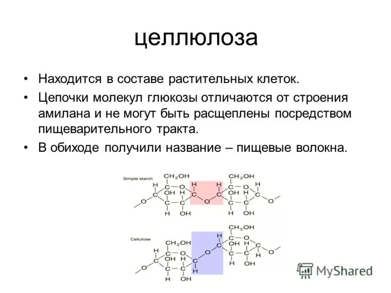 Функция в растительной клетке целлюлоза