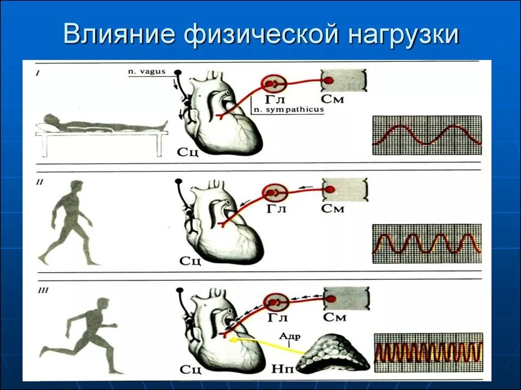 Действие нагрузки. Работа сердца при физической нагрузке. Влияние физических нагрузок на сердце. Под влиянием физических нагрузок объём сердца:. Нагрузка на сердце при физической нагрузке.