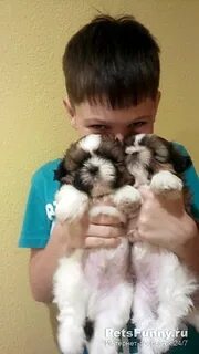 Кутята мальчики