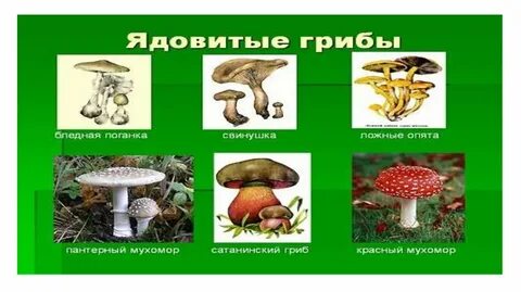 Ядовитые грибы обж 8 класс