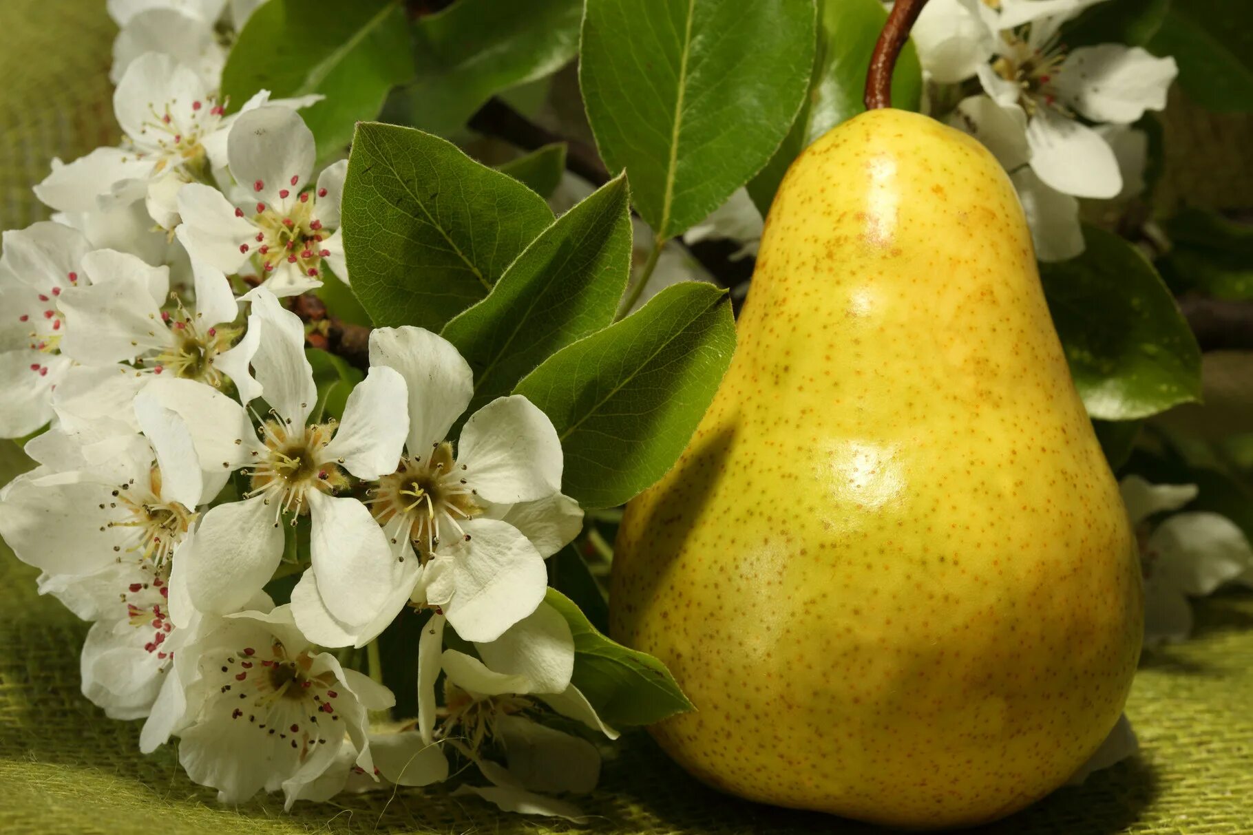 груша уссурийская цветки. расцвела ароматная груша слушать. груша уссурийская. расцветали яблони и груши. груша уссурийская.