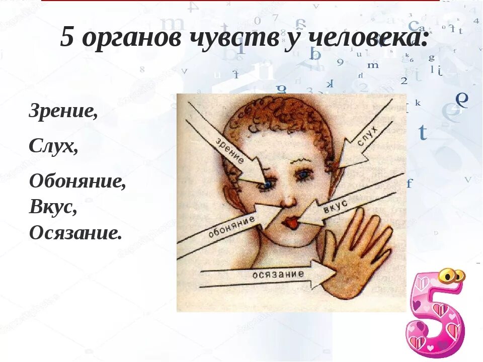 Назовите функции органов чувств. Органы чувств человека. пять органов чувств. пять чувств человека. система органов чувств.
