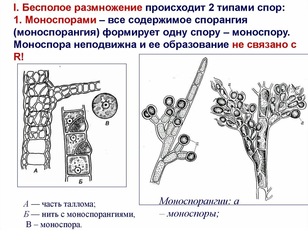 Размножение красных водорослей. Вегетативное размножение водорослей. Размножение красных водорослей схема. Бесполое размножение красных водорослей.