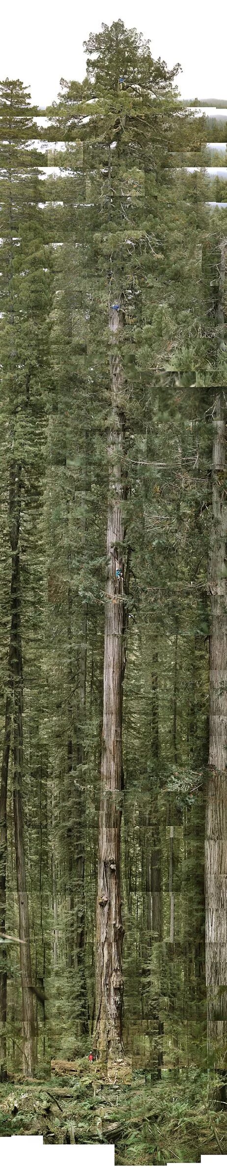 These are tall trees