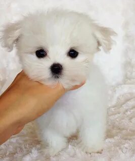 Маленький недорогой щенок