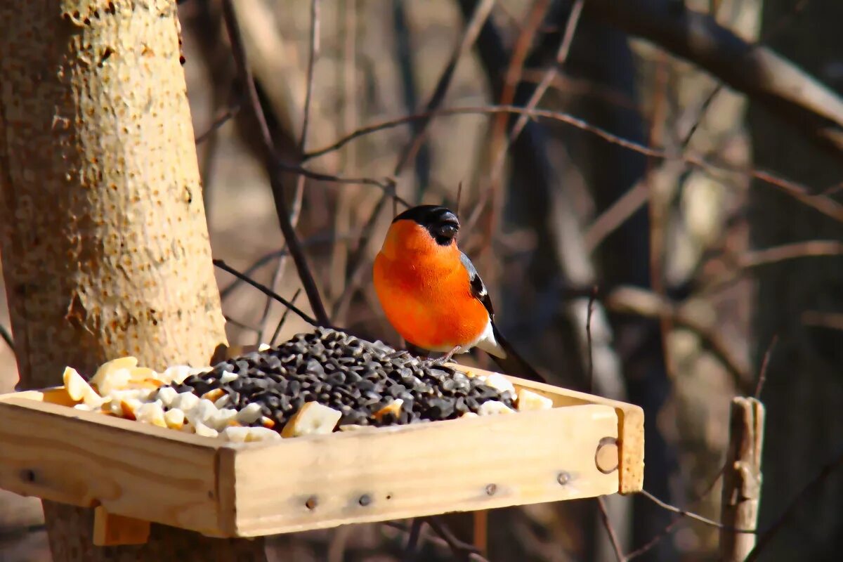 снегири на кормушке зимой. снегири на кормушке зимой. кормушка для снегирей. птицы едят из кормушки. снегири в парках.