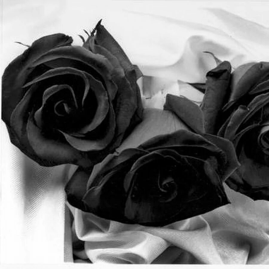 Черный подборка. Черные и белые розы. Два цветка чёрный и белый. Три черных розы. Траурные цветы.