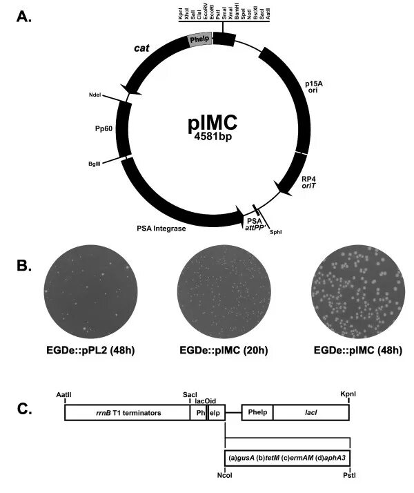 Rp 4g. Plasmid rp4. Плазмида Orit. Экспрессионная плазмида pgd10. 3' Overhang PCR from plasmid.