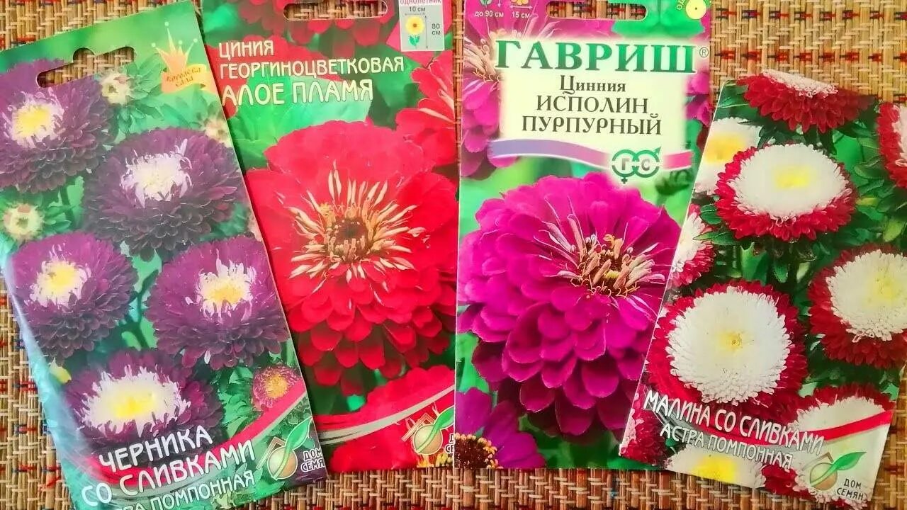 Сроки посадки цинии на рассаду. Цинния исполин пурпурный. Циния и астры рассада. Рассада Цинния георгиноцветковая.