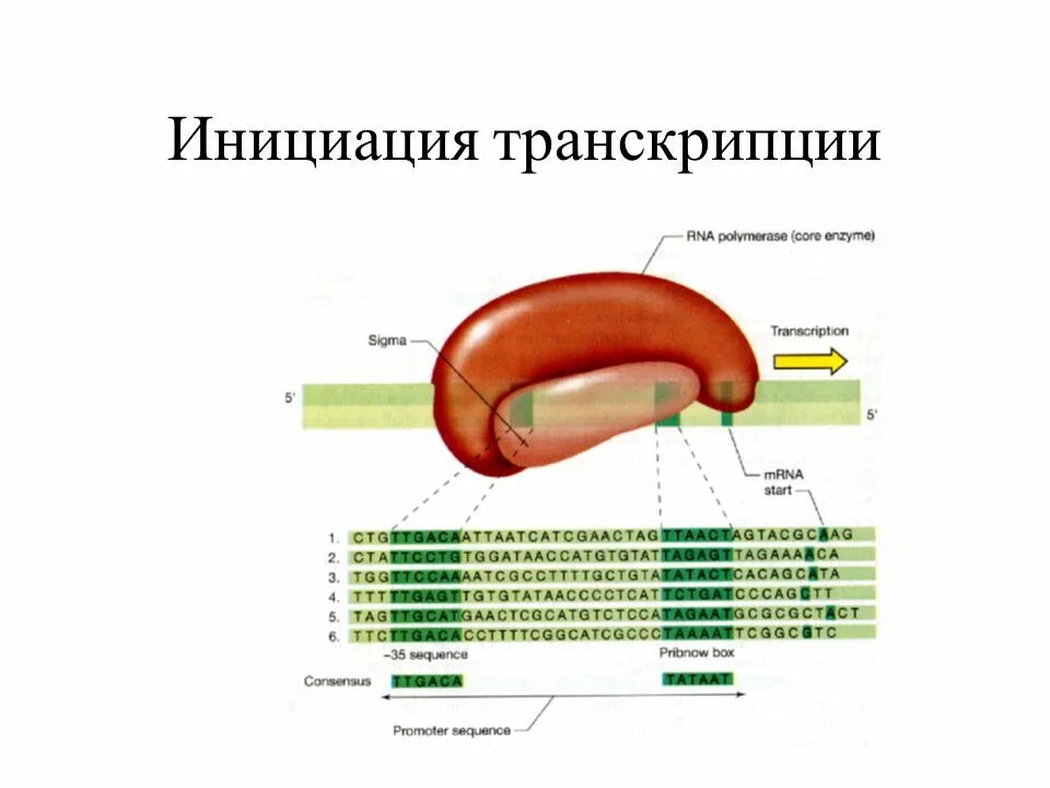 Процесс инициации транскрипции. Схема инициации транскрипции. схема инициация транскрипции биохимия. ин циация транскрипции. транскрипция инициация элонгация терминация.