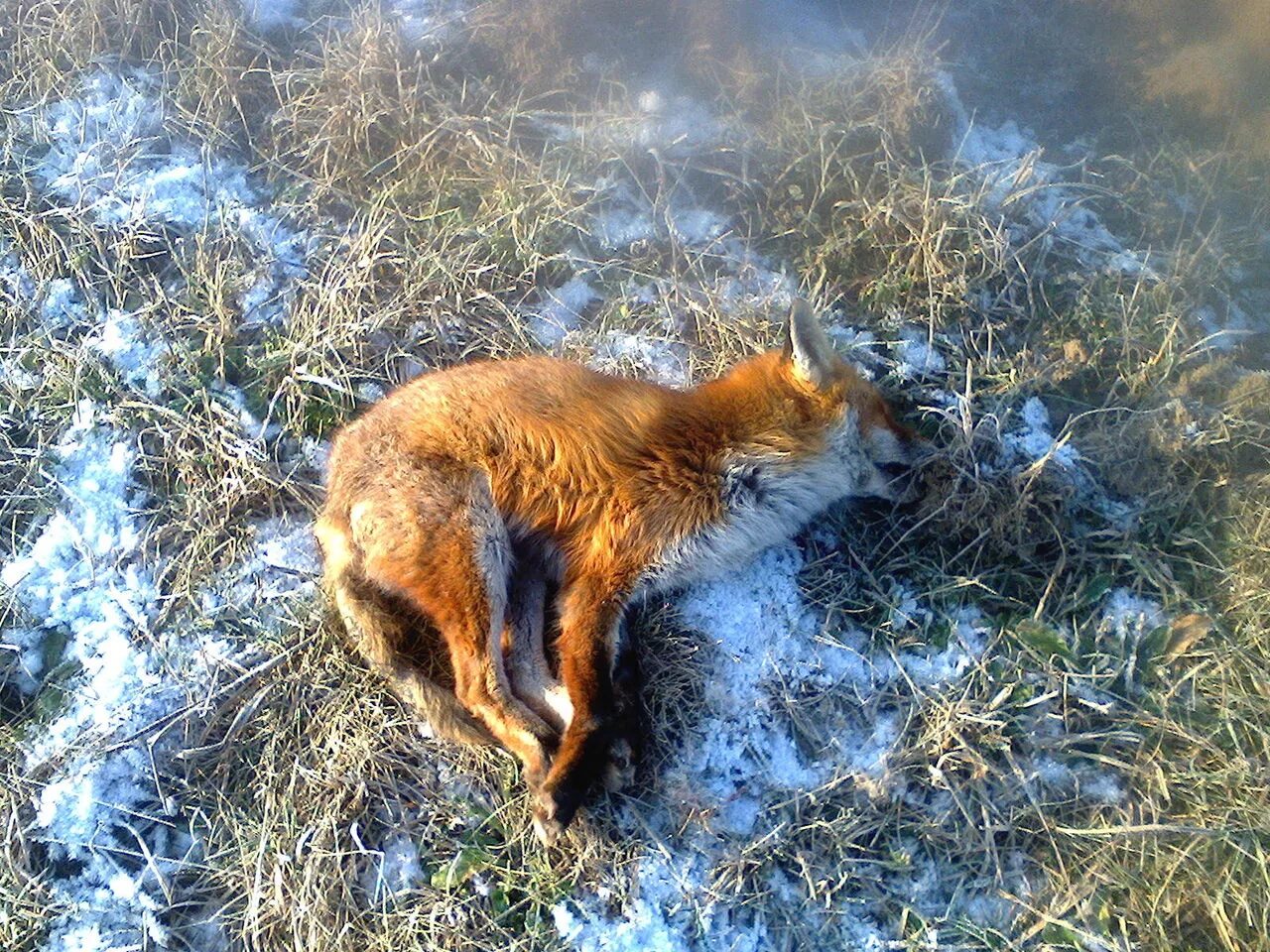 Охота на лис. Лиса застрелила охотника.