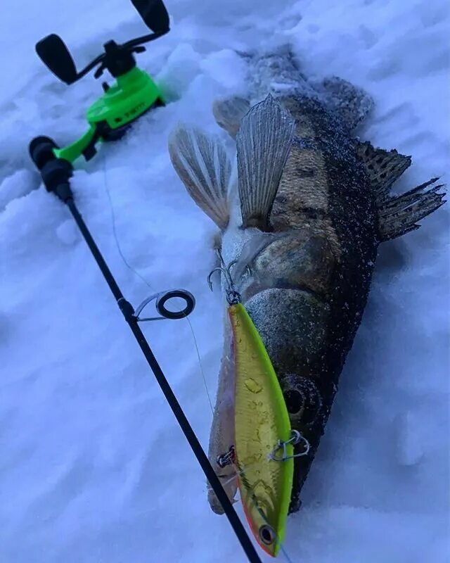 Удочка зимняя salmo ice sudak 70см. Рыбалка на судака зимой. Ловля судака зимой. Удочка на судака зимой. Зимние удочки на берша.