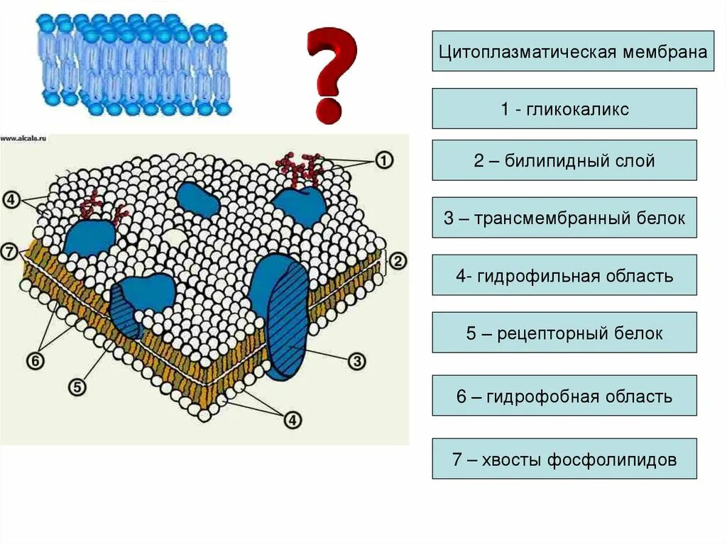 Плазматическая мембрана билипидный слой. Мембрана клетки билипидный слой. Билипидный слой гликокаликс. Плазматическая мембрана гликокаликс.