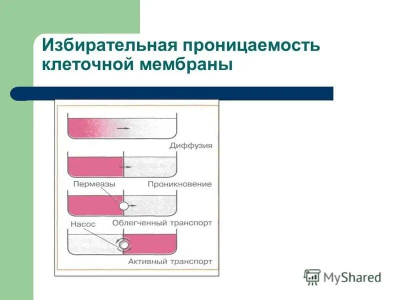 Осуществляет избирательную проницаемость. Избирательная проницаемость мембраны. проницаемость клеточных мембран. избирательная проницаемость клеточной мембраны. избирательная проницаемость клетки.