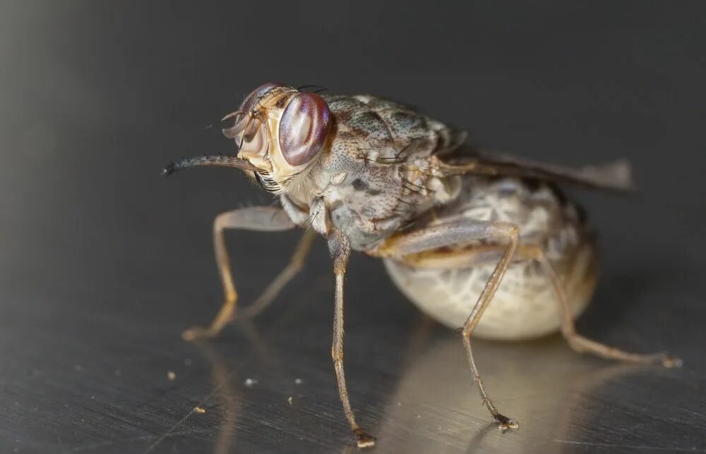 Tsetse fly. Муха ЦЕЦЕ. Африканская Муха ЦЕЦЕ. Муха ЦЕЦЕ Glossina Palpalis.