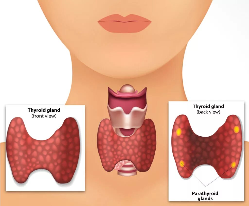 Щитовидная железа у детей 10 лет. Щитовидная и паращитовидная железы. Щитовидная и паращитовидная железа рисунок.