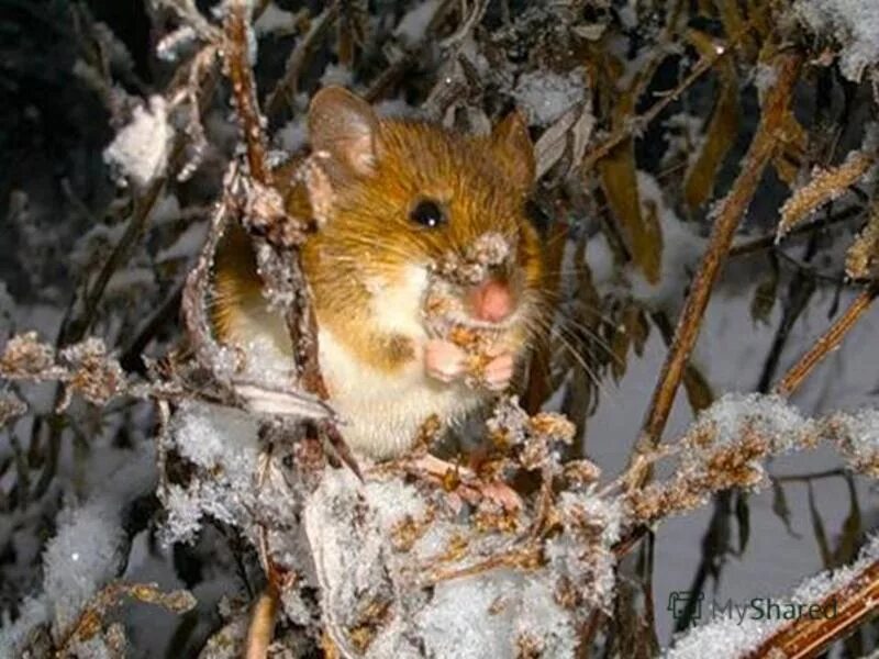 Полевые мыши зимой. Мышь зимой. Лесная мышь зимой. Мышь в зимнем лесу. Мышка зимой в лесу.