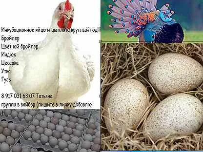 Инкуб кур яиц