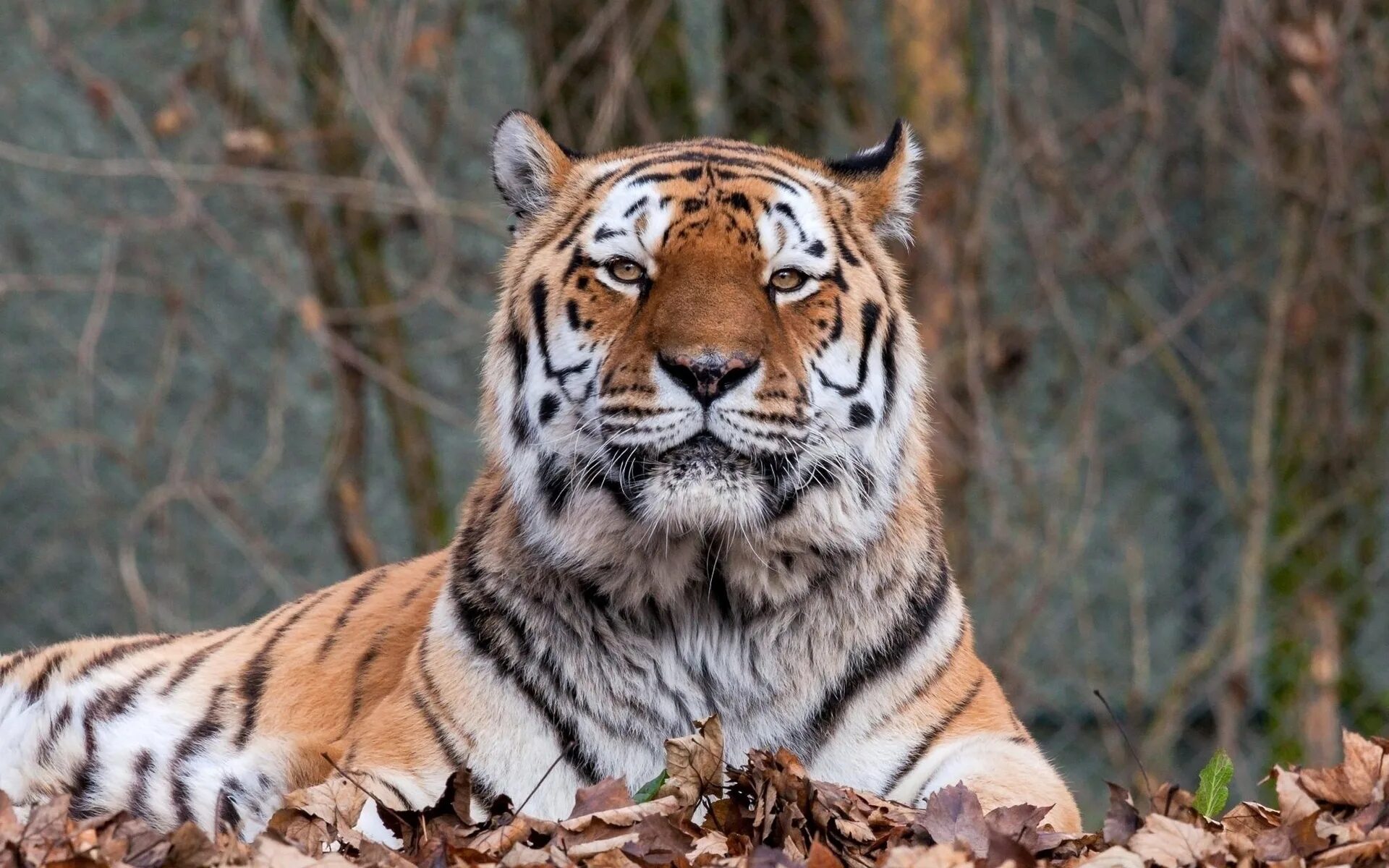 Хорош тайгер. Амурский тигр анфас. Кедровая Падь Амурский тигр. Мощный тигр. Тигр осень.