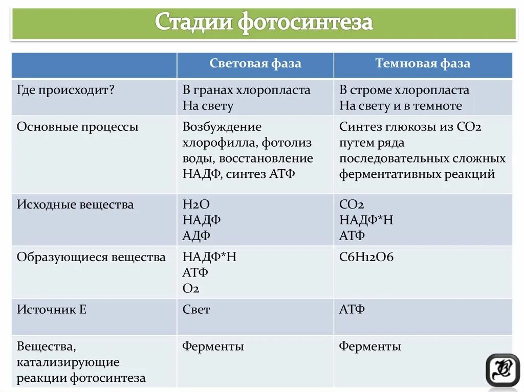 Темновая фаза продукты. Фазы фотосинтеза световая и темновая таблица. Биология фотосинтез 10 класс световая и темновая фаза. Этапы световой фазы фотосинтеза ЕГЭ. Световая фаза биология 10 класс.