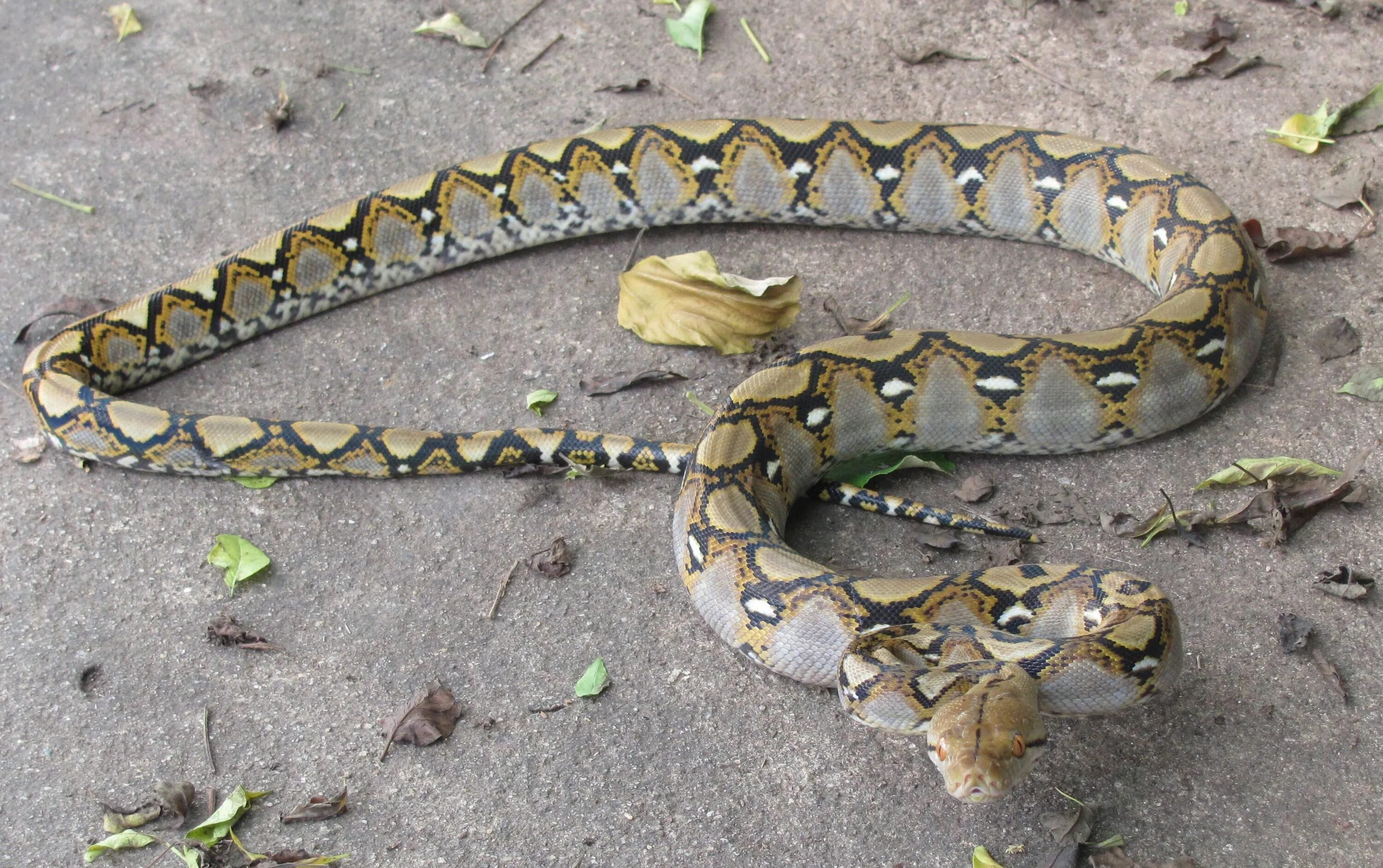 Длинные змейки. Сетчатый питон - 12,2 м. Сетчатый питон 7.5 метров. Змея сетчатый питон. Сетчатый питон 15 метров.