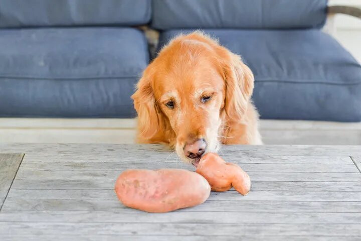 Собачка из картошки. Пёс картошка. Potato dog. Potato dog. Собака картошка.