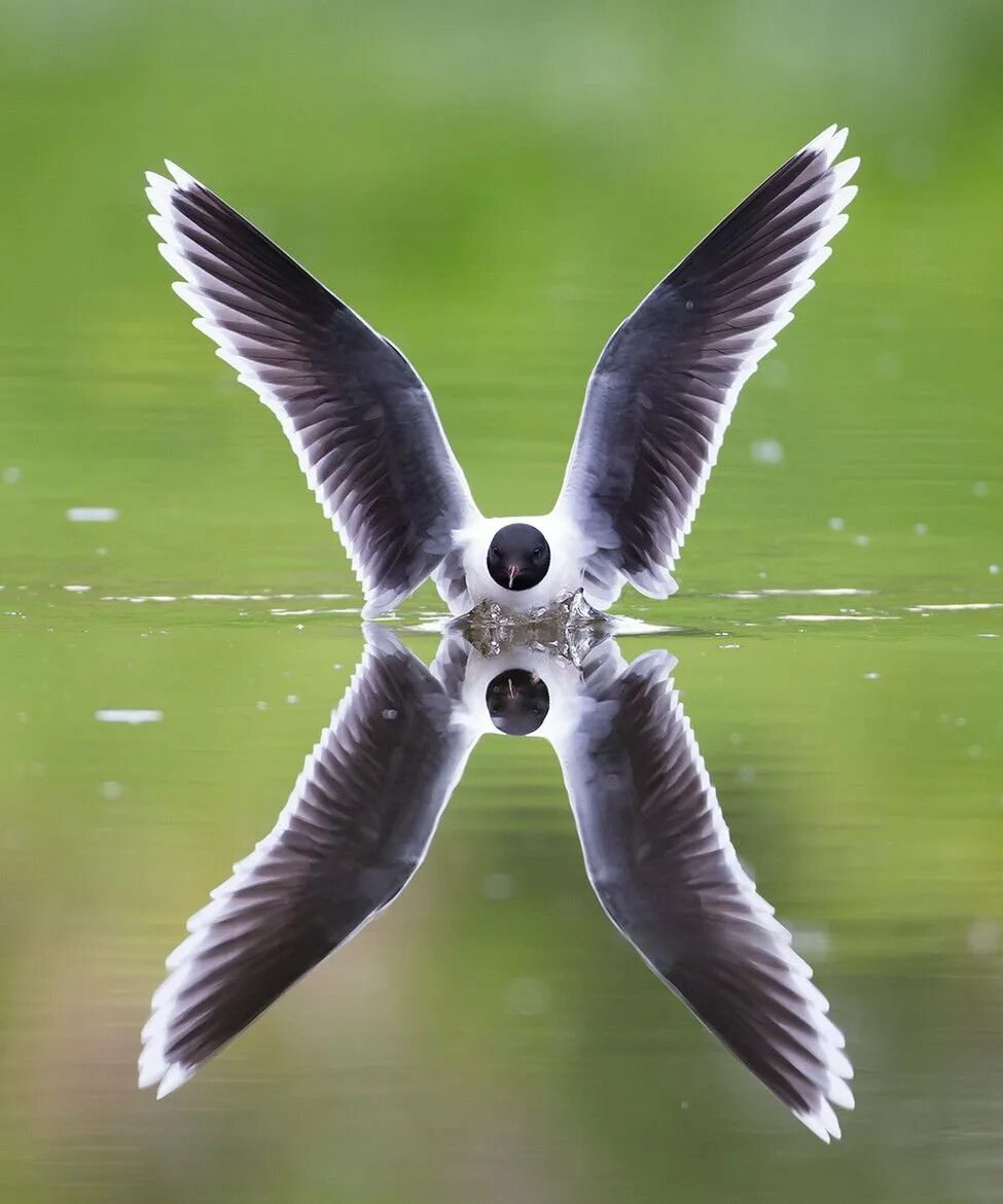 симметрия живого. симметрия живого. симметрия живого. осевая симметрия в природе. симметрия в природе презентация.