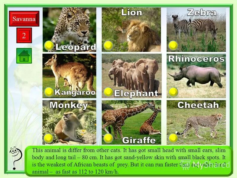 This animal is big. This animal is small. It Lives in. Which animal is the biggest. It's a big Cat and it Lives in Africa. Animal with very long Tail.