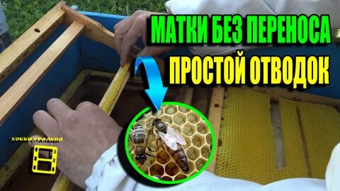 Вывести пчел