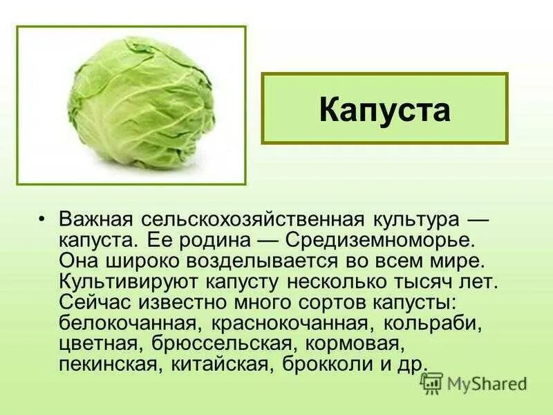 Проект про капусту. Культурное семейство семейства капуста. Капуста это культурное растение. Какой признак не характерен для семейства капустные. Капуста это культурное растение.