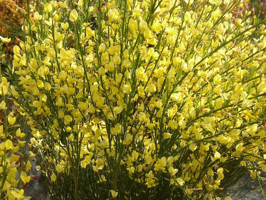 Cytisus 'Luna', Broom 'Luna' - uploaded by @Merje