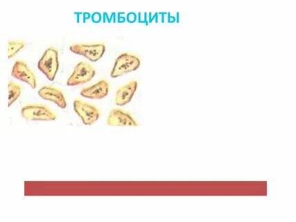 Тромбоциты лейкоциты что это