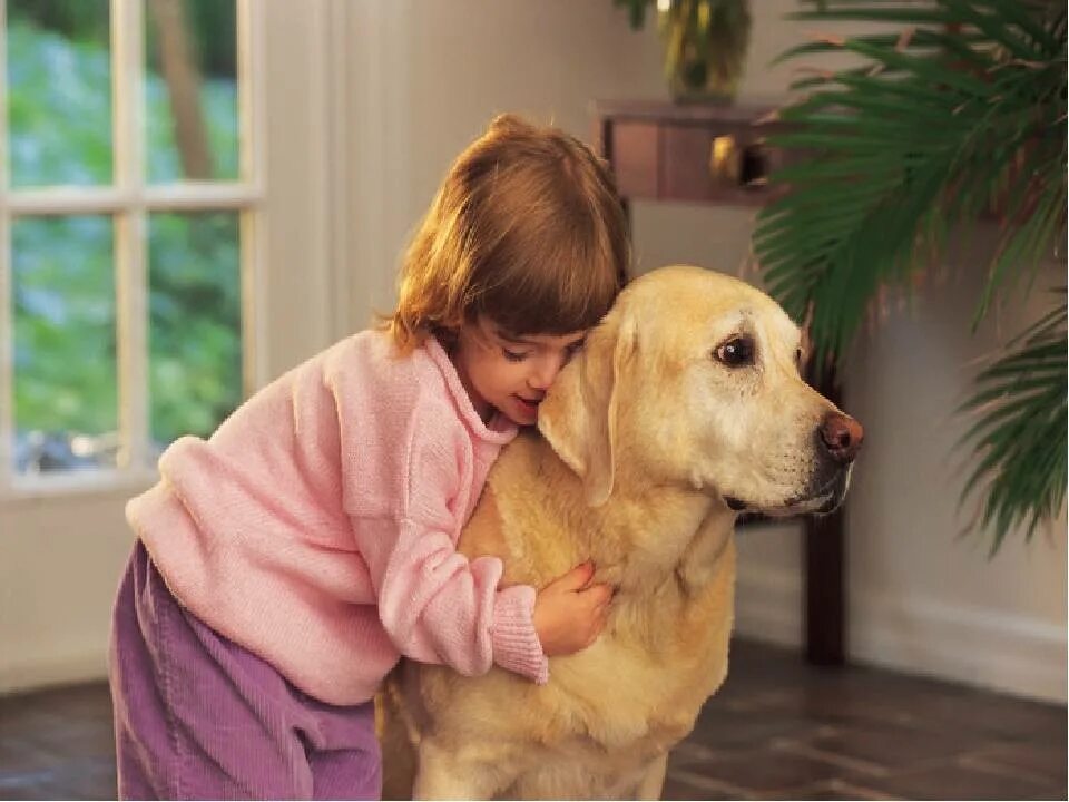 Завести домашнюю собаку. Домашние питомцы. Домашние животные для детей. Собаки для квартиры. Добрые собаки для детей.